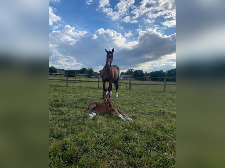 Deutsches Sportpferd Hengst 1 Jahr 174 cm Brauner in Kalbe/Milde