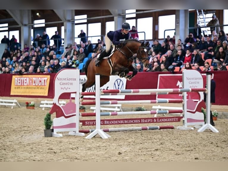 Deutsches Sportpferd Hengst 1 Jahr 174 cm Brauner in Kalbe/Milde