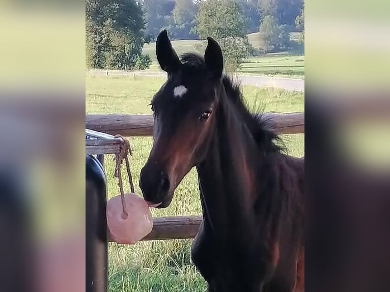 Deutsches Sportpferd Hengst 1 Jahr 174 cm Dunkelbrauner in Babensham