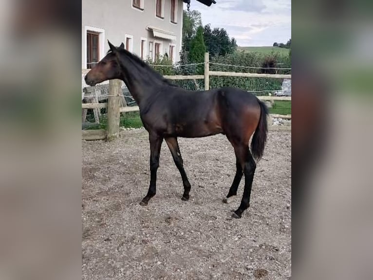 Deutsches Sportpferd Hengst 1 Jahr 174 cm Dunkelbrauner in Babensham