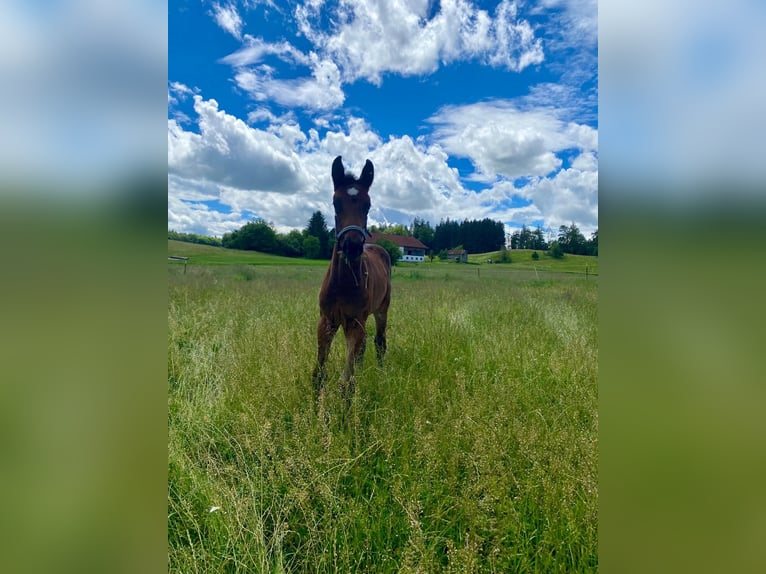 Deutsches Sportpferd Hengst 1 Jahr 174 cm Dunkelbrauner in Babensham