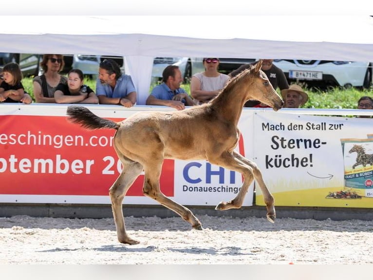 Deutsches Sportpferd Hengst 1 Jahr 175 cm Buckskin in Stiefenhofen