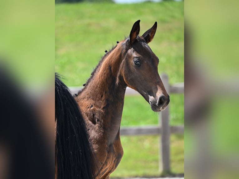 Deutsches Sportpferd Hengst 1 Jahr 175 cm Dunkelbrauner in Egglham