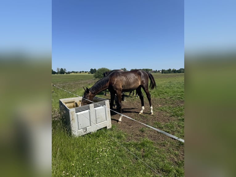 Deutsches Sportpferd Hengst 1 Jahr 175 cm Dunkelbrauner in Kalbe (Milde)