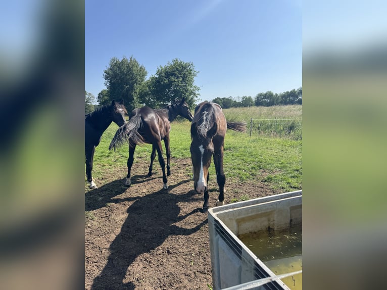 Deutsches Sportpferd Hengst 1 Jahr 175 cm Dunkelbrauner in Kalbe (Milde)