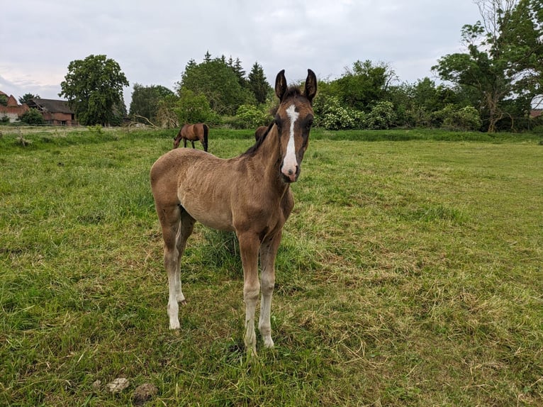 Deutsches Sportpferd Hengst 1 Jahr 175 cm Dunkelbrauner in Kalbe (Milde)