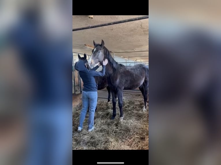 Deutsches Sportpferd Hengst 1 Jahr 175 cm Dunkelbrauner in Kalbe (Milde)