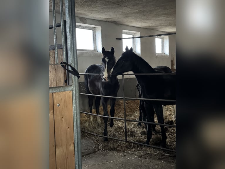 Deutsches Sportpferd Hengst 1 Jahr 175 cm Dunkelbrauner in Kalbe (Milde)