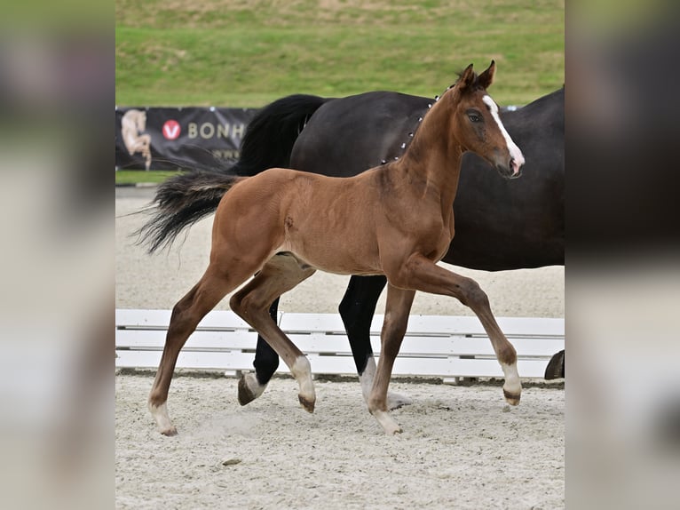 Deutsches Sportpferd Hengst 1 Jahr 175 cm Dunkelbrauner in Werder