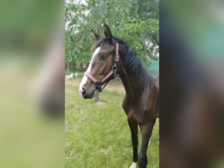 Deutsches Sportpferd Hengst 1 Jahr 175 cm Dunkelbrauner in Werder
