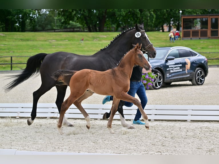 Deutsches Sportpferd Hengst 1 Jahr 175 cm Dunkelbrauner in Werder