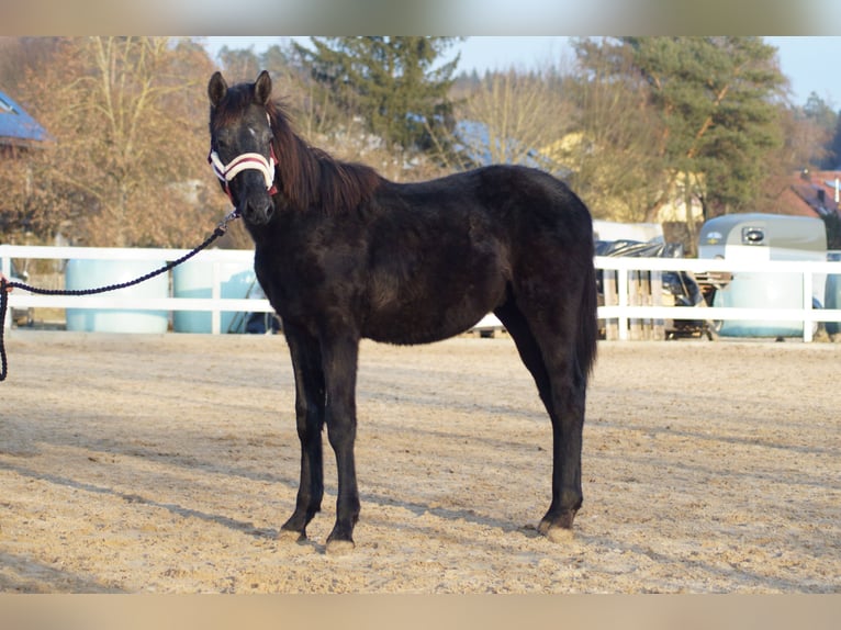 Deutsches Sportpferd Hengst 1 Jahr 175 cm Kann Schimmel werden in Wolfsegg