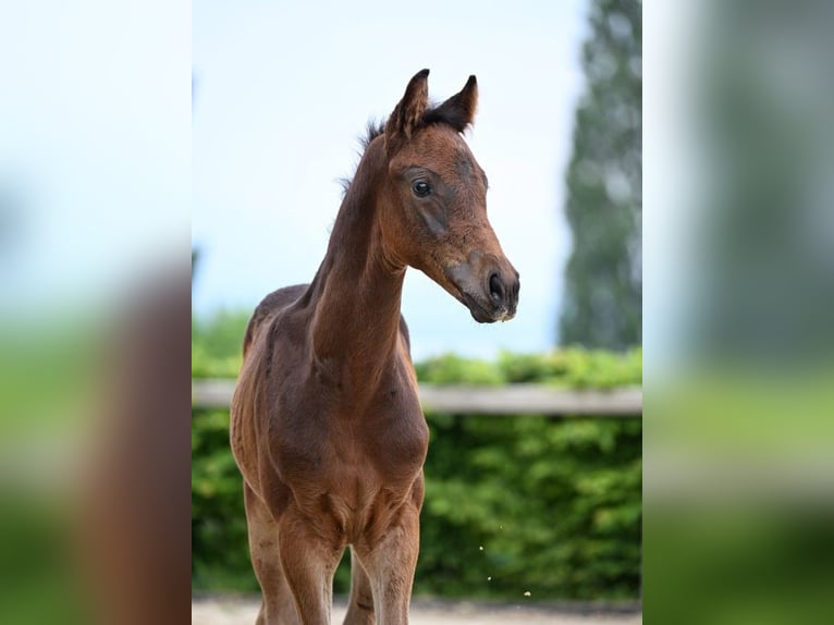 Deutsches Sportpferd Hengst 1 Jahr 180 cm Dunkelbrauner in Weil