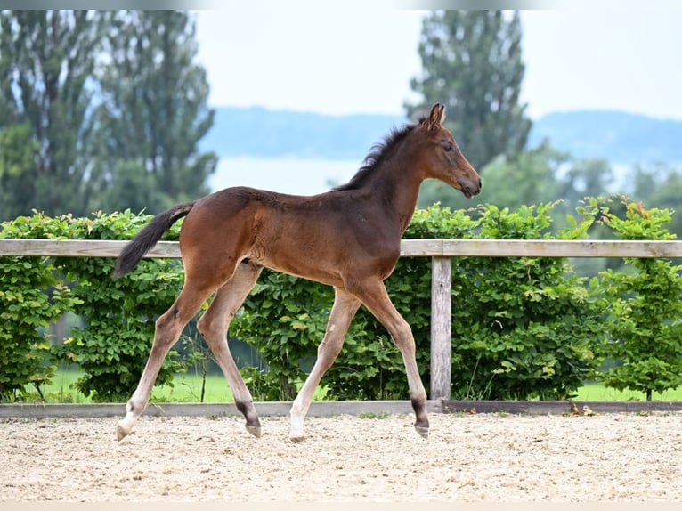 Deutsches Sportpferd Hengst 1 Jahr 180 cm Dunkelbrauner in Weil