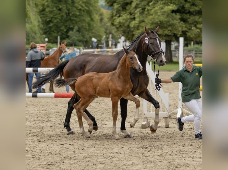 Deutsches Sportpferd Hengst 1 Jahr Brauner in Bann