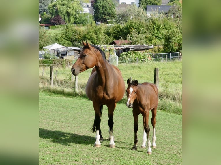 Deutsches Sportpferd Hengst 1 Jahr Brauner in Roßdorf
