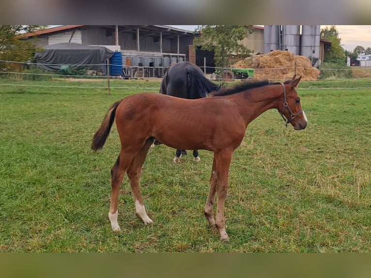 Deutsches Sportpferd Hengst 1 Jahr Brauner in Worms