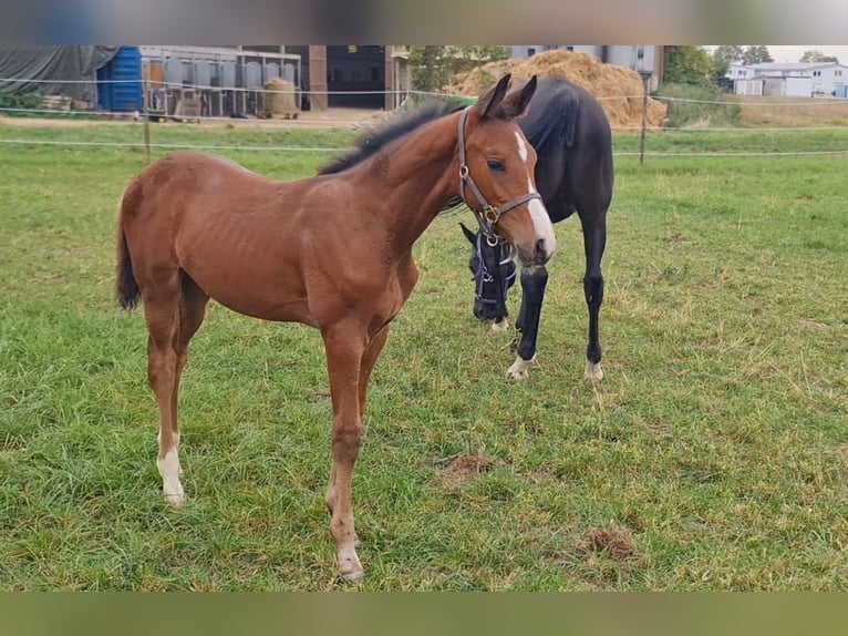 Deutsches Sportpferd Hengst 1 Jahr Brauner in Worms