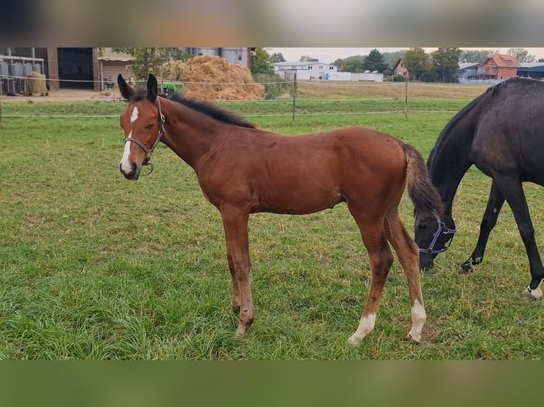 Deutsches Sportpferd Hengst 1 Jahr Brauner in Worms