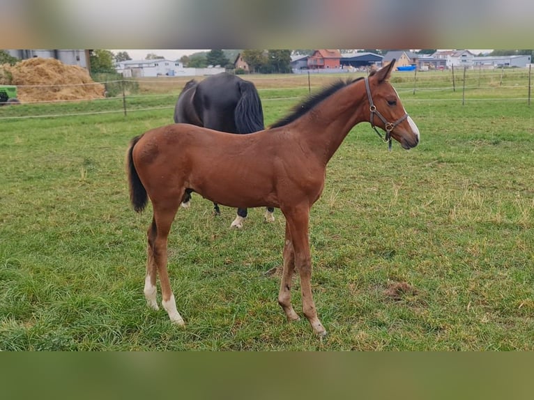 Deutsches Sportpferd Hengst 1 Jahr Brauner in Worms