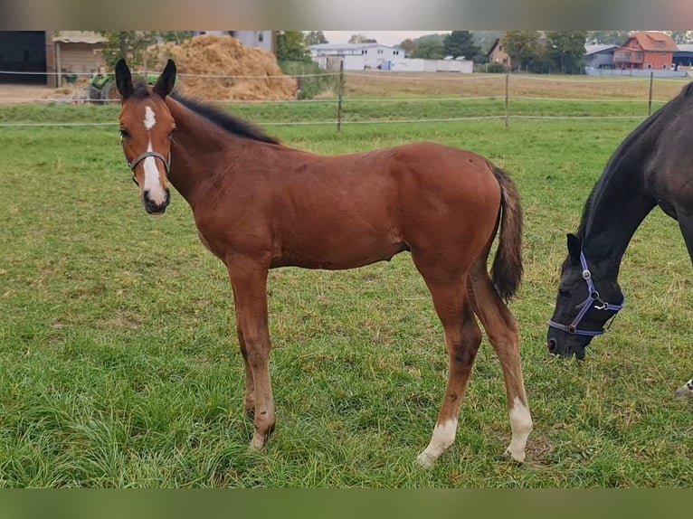 Deutsches Sportpferd Hengst 1 Jahr Brauner in Worms