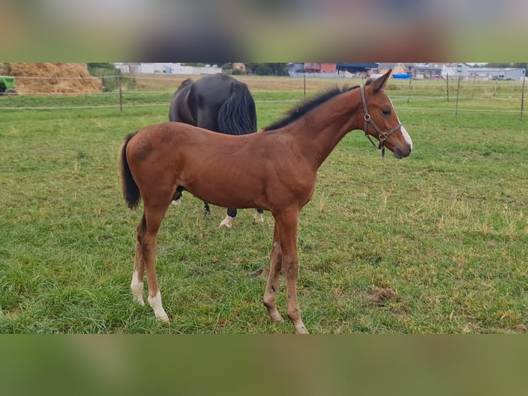 Deutsches Sportpferd Hengst 1 Jahr Brauner in Worms