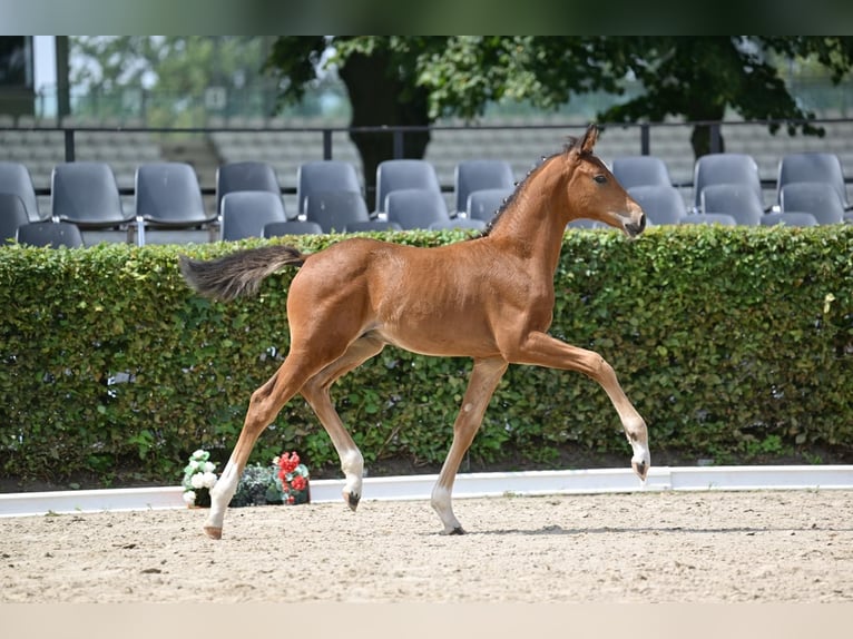 Deutsches Sportpferd Hengst 1 Jahr Brauner in Steinhöfel