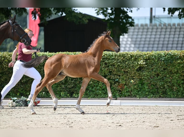 Deutsches Sportpferd Hengst 1 Jahr Brauner in Steinhöfel