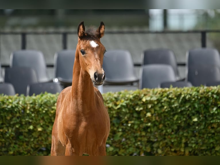 Deutsches Sportpferd Hengst 1 Jahr Brauner in Steinhöfel