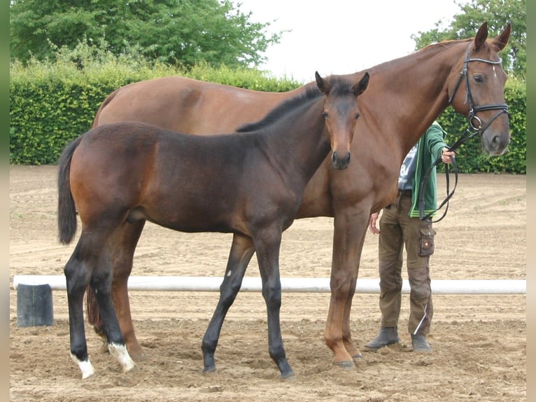 Deutsches Sportpferd Hengst 1 Jahr Brauner in Farsleben