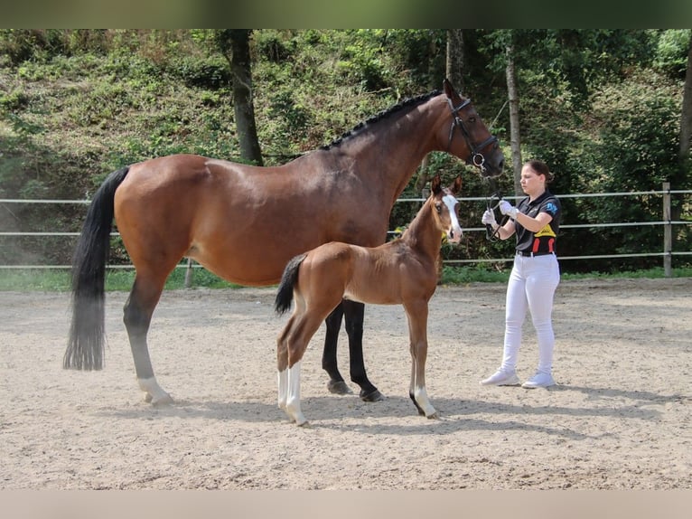 Deutsches Sportpferd Hengst 1 Jahr Brauner in Niederstetten