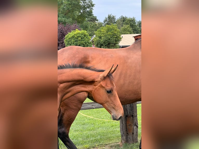 Deutsches Sportpferd Hengst 1 Jahr Brauner in Niemegk