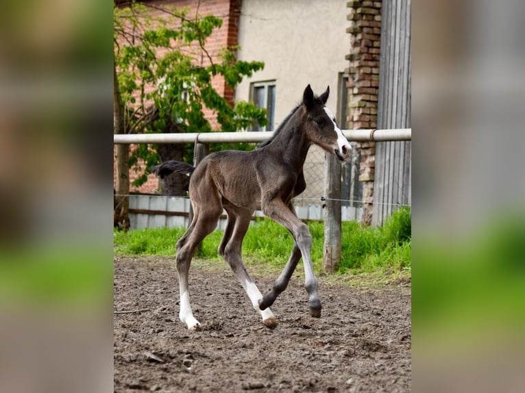 Deutsches Sportpferd Hengst 1 Jahr Brauner in Rhinow