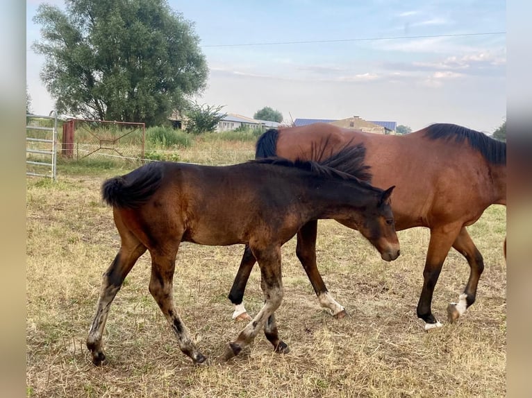 Deutsches Sportpferd Hengst 1 Jahr Brauner in Rhinow