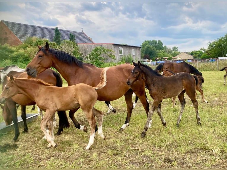 Deutsches Sportpferd Hengst 1 Jahr Brauner in Rhinow