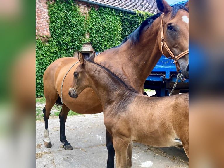 Deutsches Sportpferd Hengst 1 Jahr Brauner in Rhinow