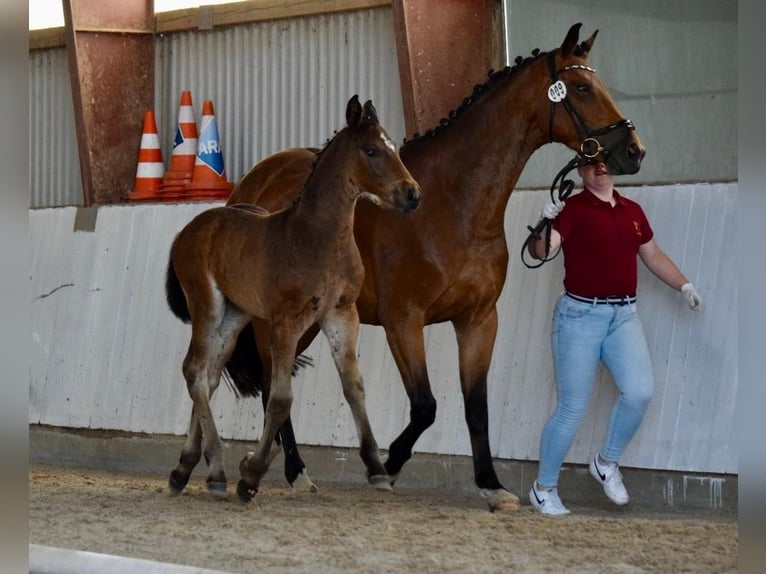 Deutsches Sportpferd Hengst 1 Jahr Brauner in Rhinow