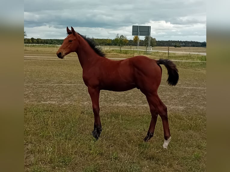 Deutsches Sportpferd Hengst 1 Jahr Brauner in Milower Land
