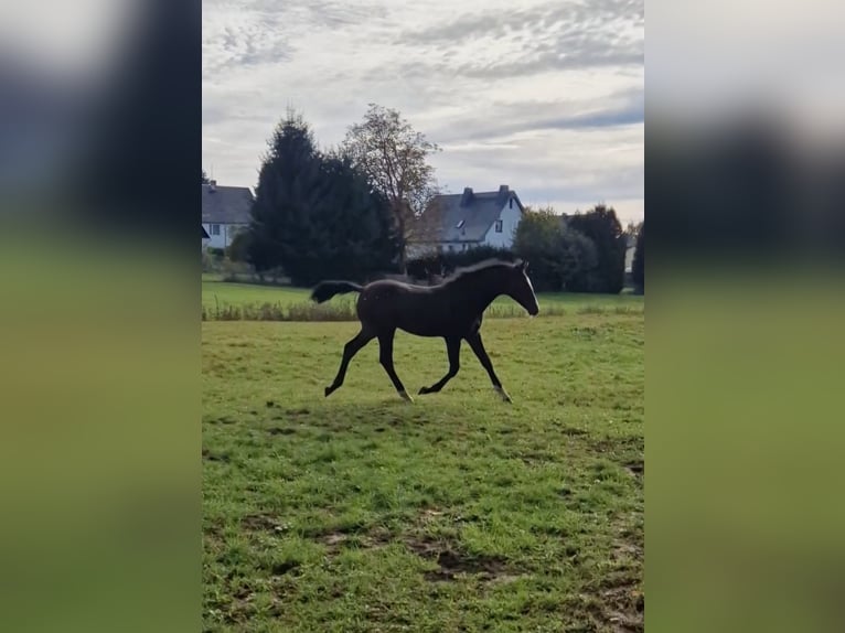 Deutsches Sportpferd Hengst 1 Jahr Brauner in Zwickau