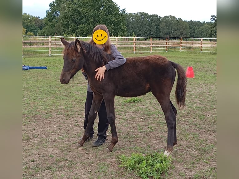 Deutsches Sportpferd Mix Hengst 1 Jahr in Klein Schulzenforf