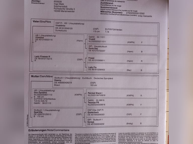 Deutsches Sportpferd Hengst 1 Jahr  in Marienwerder