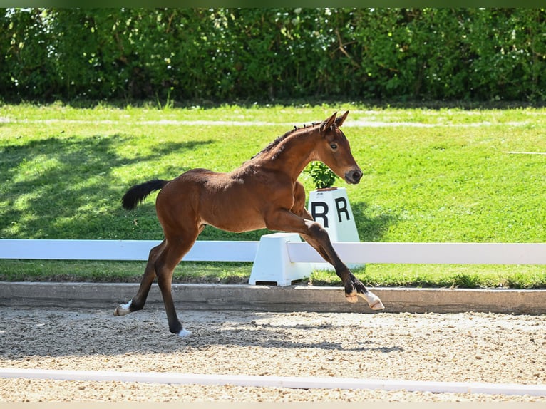 Deutsches Sportpferd Hengst 1 Jahr Dunkelbrauner in Postmünster
