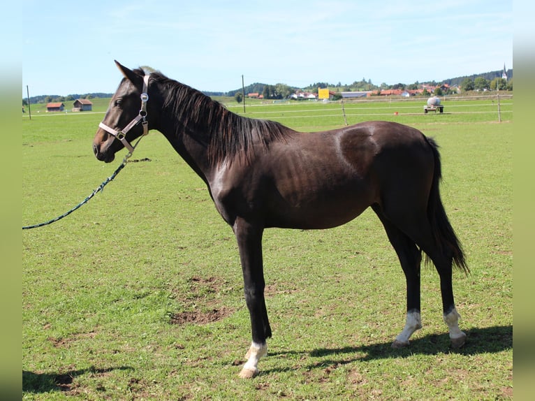 Deutsches Sportpferd Hengst 1 Jahr Dunkelbrauner in Ruderatshofen