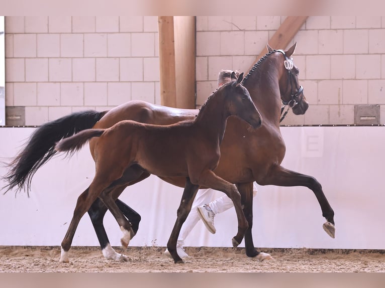 Deutsches Sportpferd Hengst 1 Jahr Dunkelbrauner in Wustermark