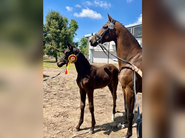 Deutsches Sportpferd Hengst 1 Jahr Dunkelbrauner in Wustermark