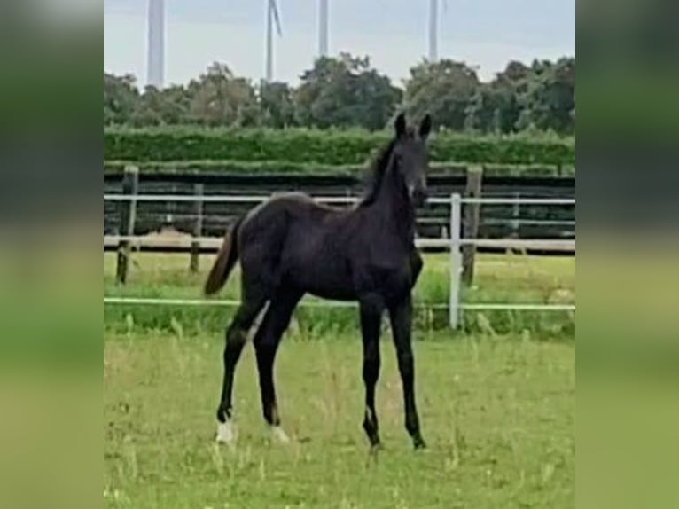 Deutsches Sportpferd Hengst 1 Jahr Dunkelbrauner in Wustermark
