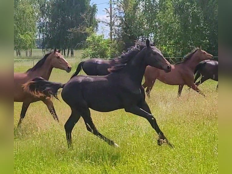 Deutsches Sportpferd Hengst 1 Jahr Dunkelbrauner in Wustermark