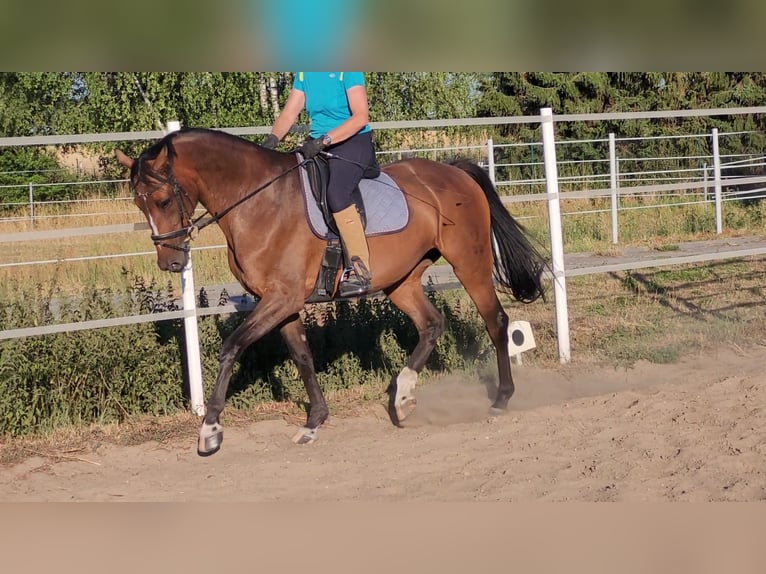 Deutsches Sportpferd Hengst 1 Jahr Dunkelbrauner in Wustermark