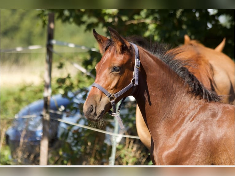 Deutsches Sportpferd Hengst 1 Jahr Dunkelbrauner in Fußgönheim