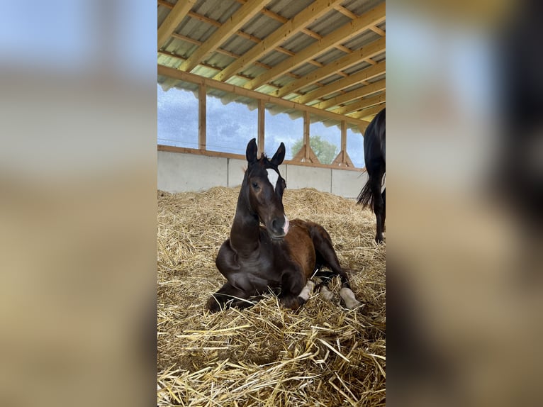 Deutsches Sportpferd Hengst 1 Jahr Dunkelfuchs in Weißenberg
